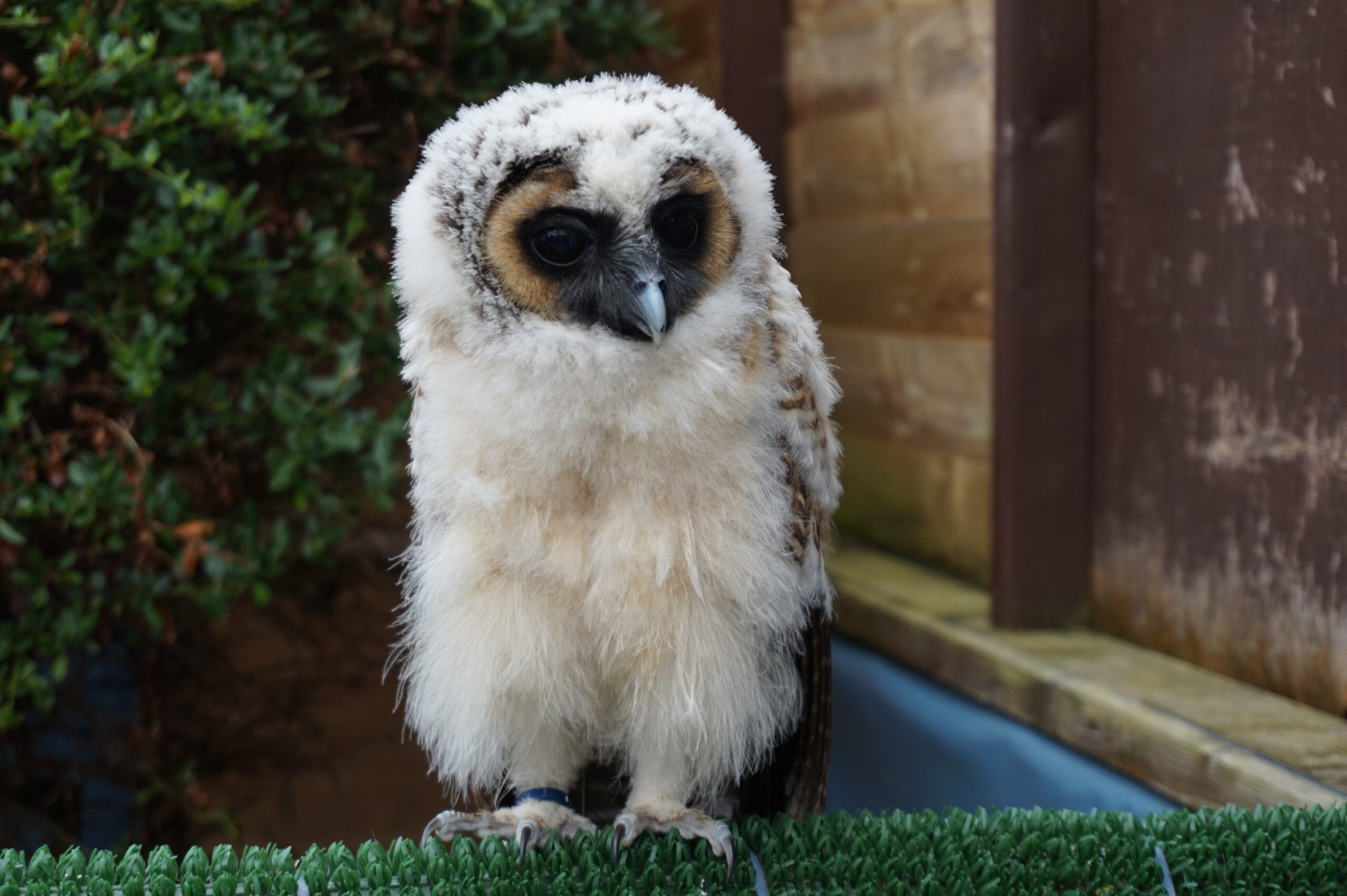 Baby Wood Owl