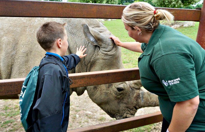 Ear Scratch Rhino